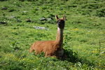 Oui, y'a des lamas dans les Alpes.