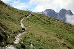 Chamois peu farouche (quand même un peu : il s'enfuiera juste après)